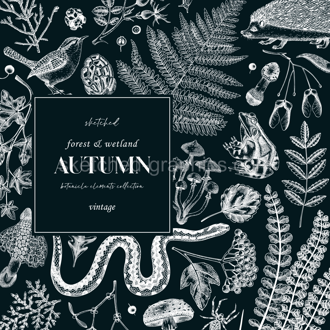 Autumn forest frame on chalkboard. Woodland animals, ferns, mushrooms, fall leaves, and autumn plant sketches. Hand drawn vector illustration, design elements, vintage invitation, greeting card. Illustration